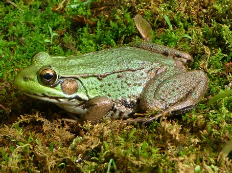 Green Frog Bodog