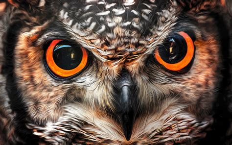 Owl Eyes betsul